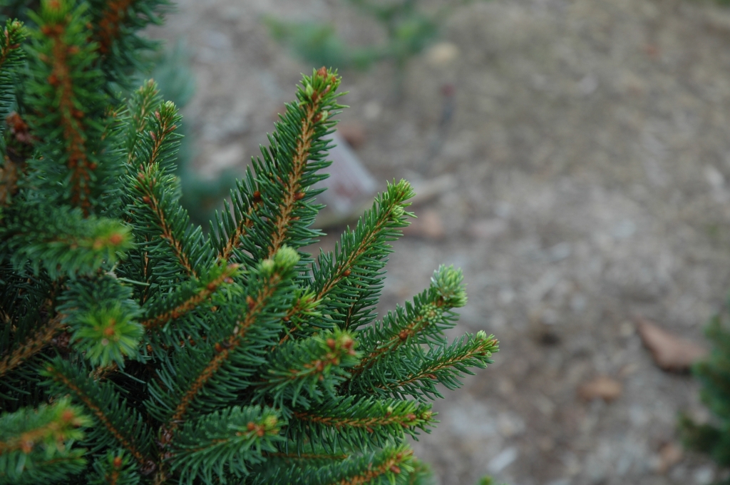 Picea abies 