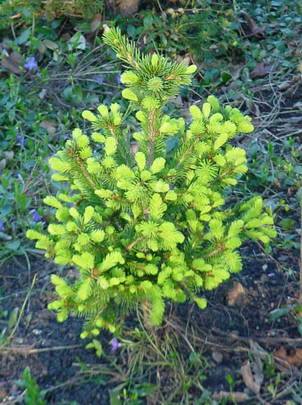 Picea abies 