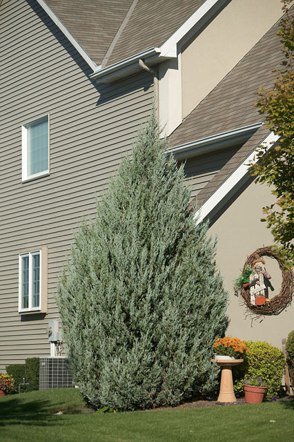 Juniperus scopulorum 