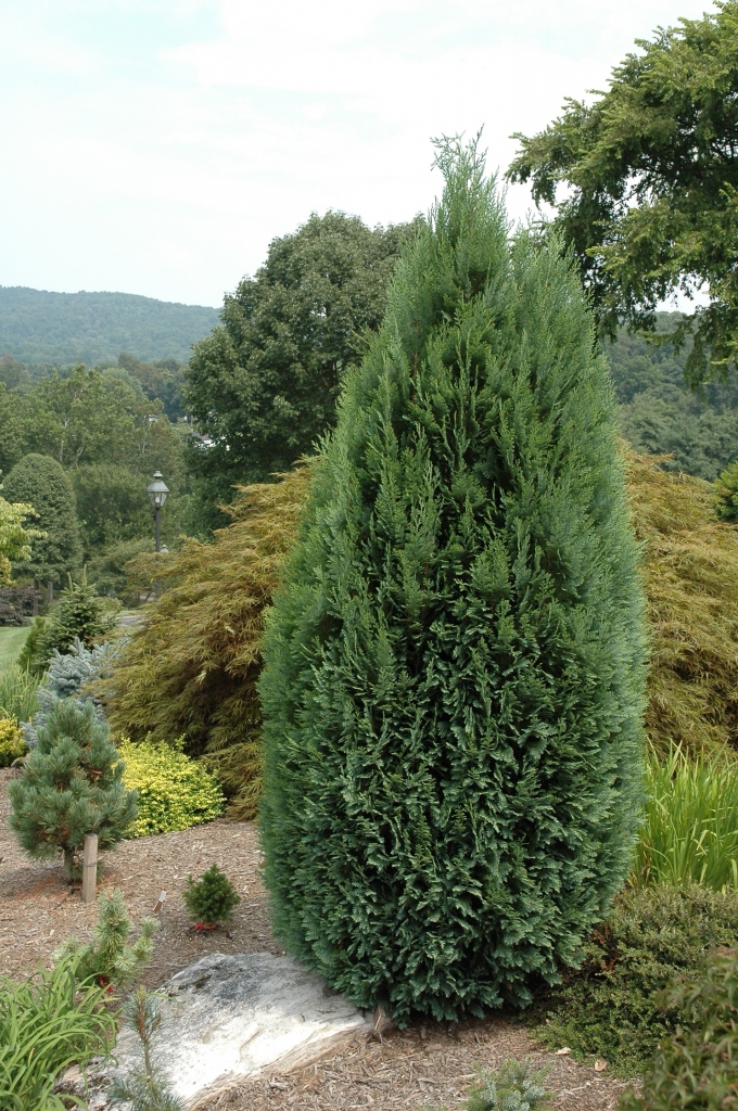 Chamaecyparis lawsoniana 
