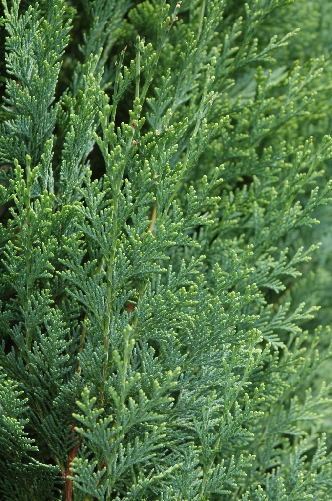 Chamaecyparis lawsoniana 