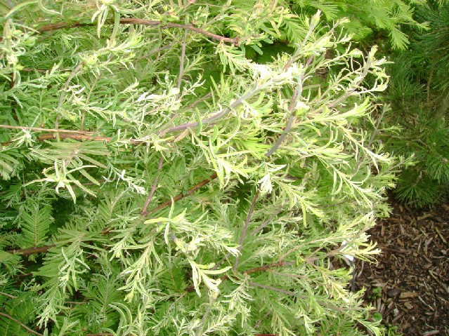 Metasequoia glyptostroboides 