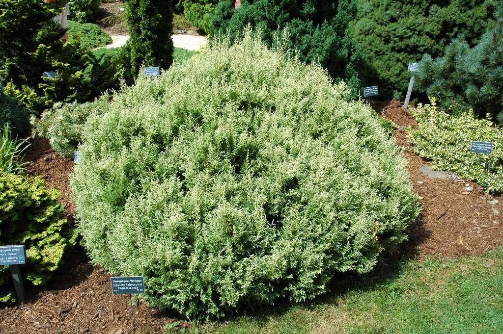 Chamaecyparis pisifera 