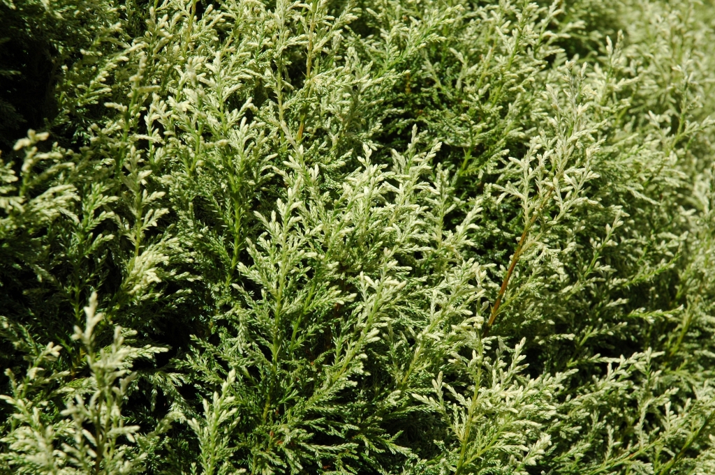 Chamaecyparis pisifera 