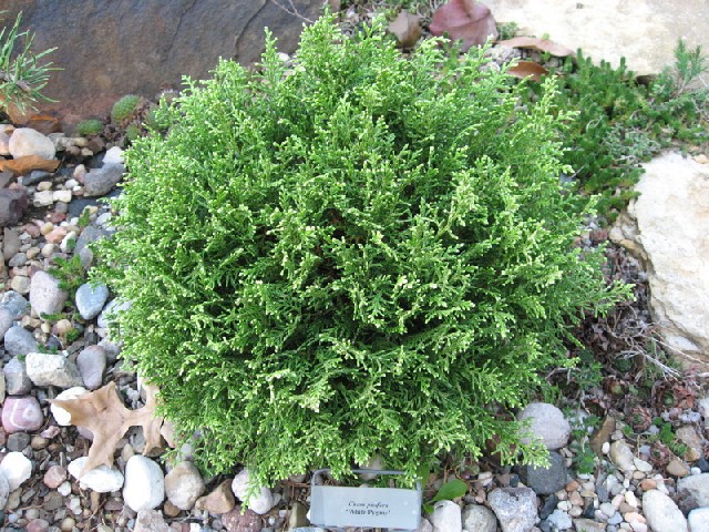 Chamaecyparis pisifera 