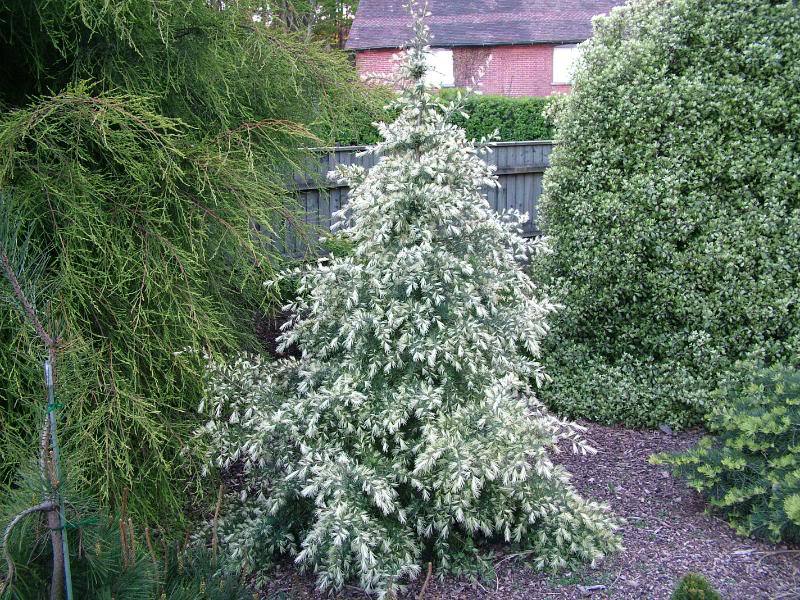 Cedrus deodara 