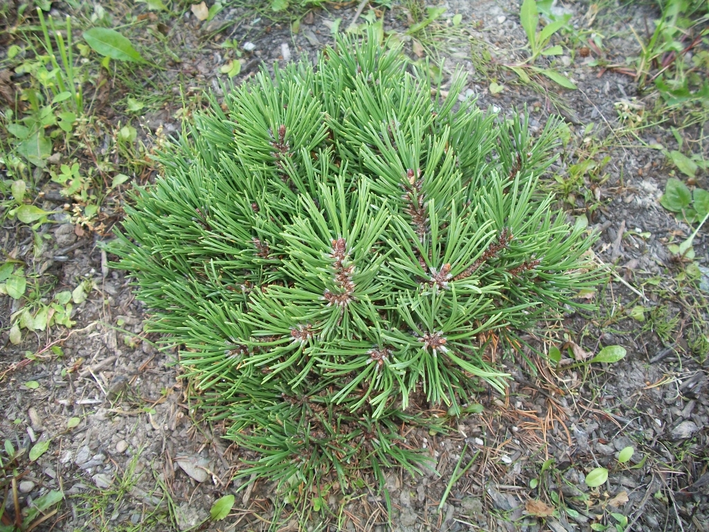 Pinus mugo 