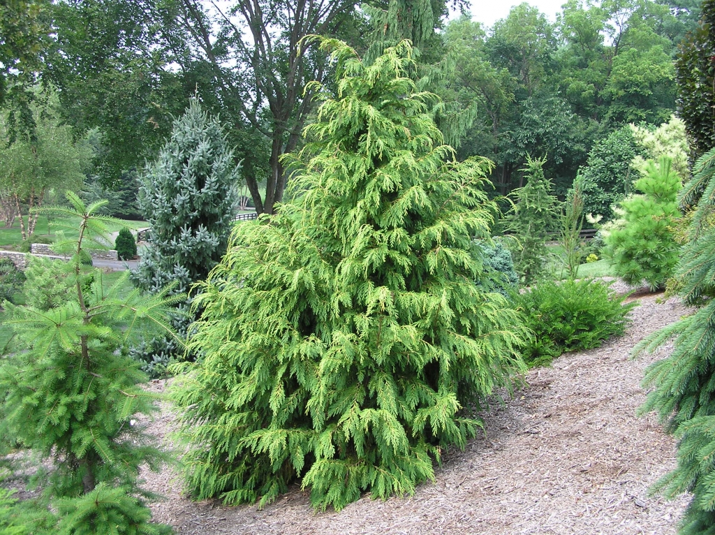 Chamaecyparis lawsoniana 