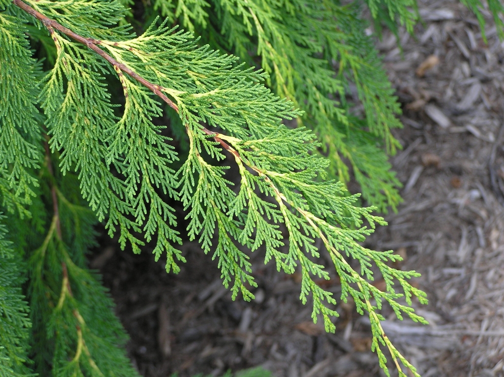 Chamaecyparis lawsoniana 