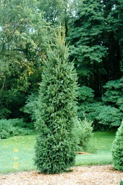 Picea mariana 