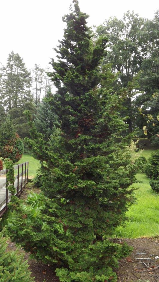 Chamaecyparis obtusa 