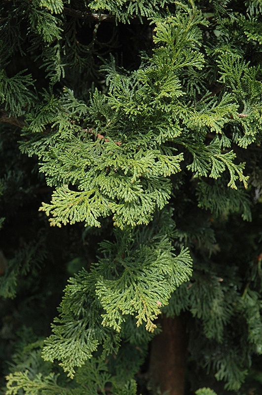 Chamaecyparis obtusa 
