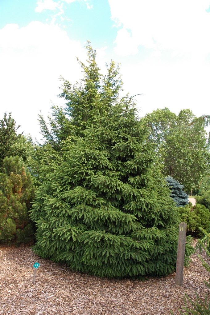 Picea abies 