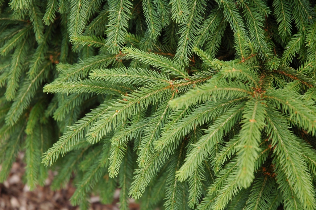 Picea abies 