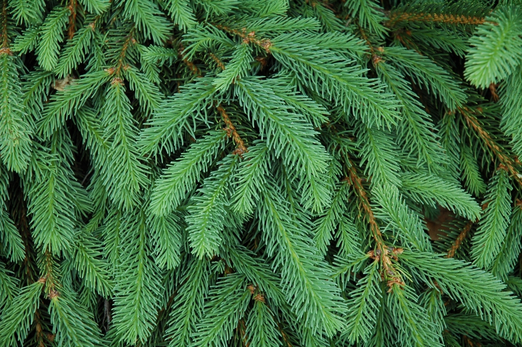 Picea abies 