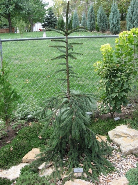 Picea abies 