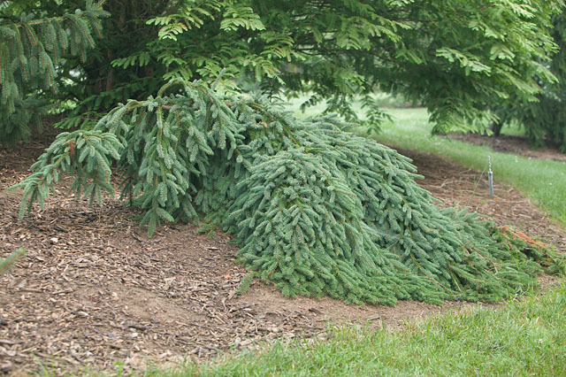 Picea abies 