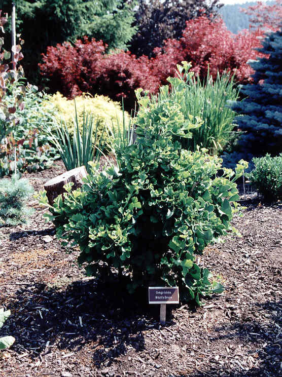Ginkgo biloba 