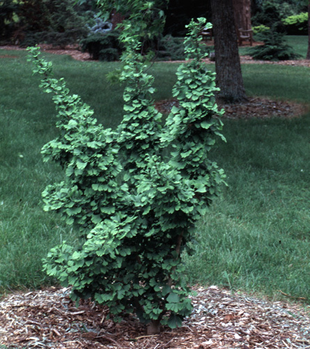 Ginkgo biloba 