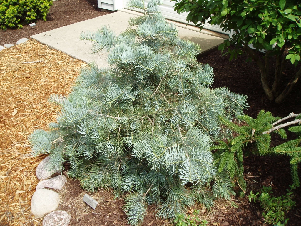 Abies concolor 