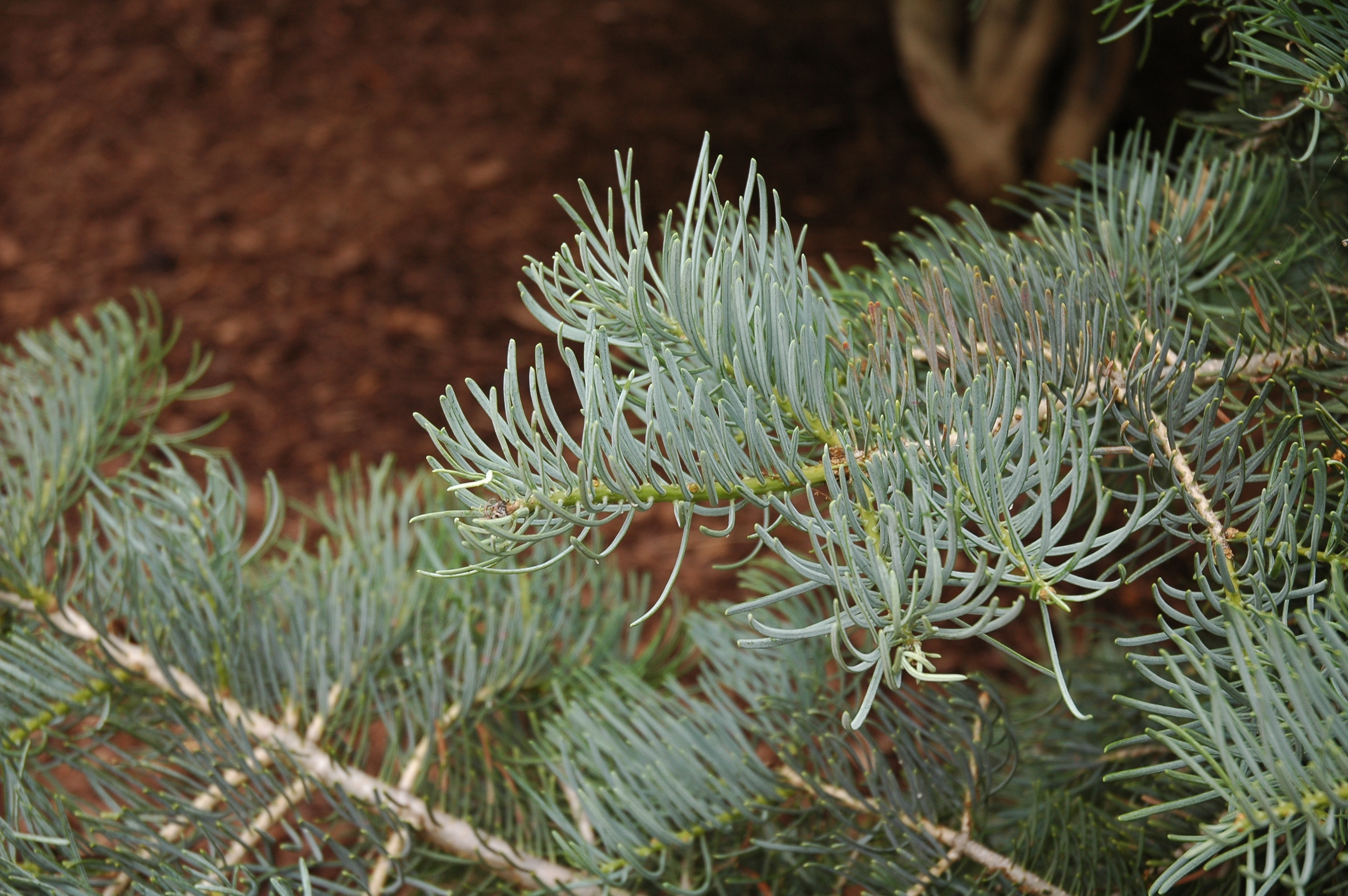 Abies concolor 
