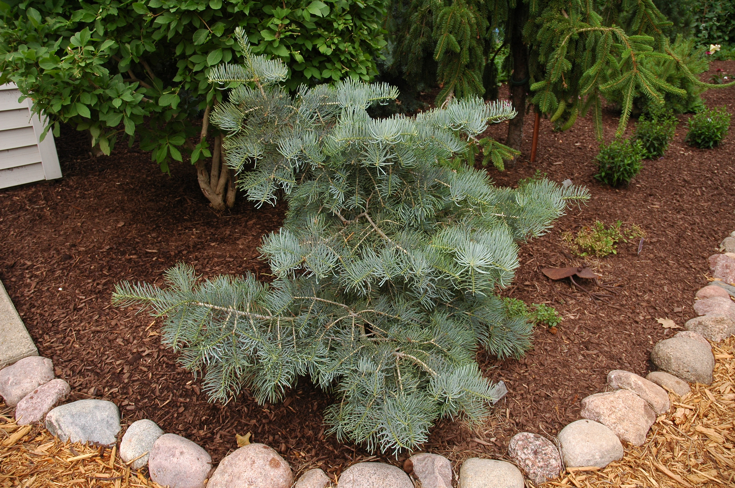 Abies concolor 