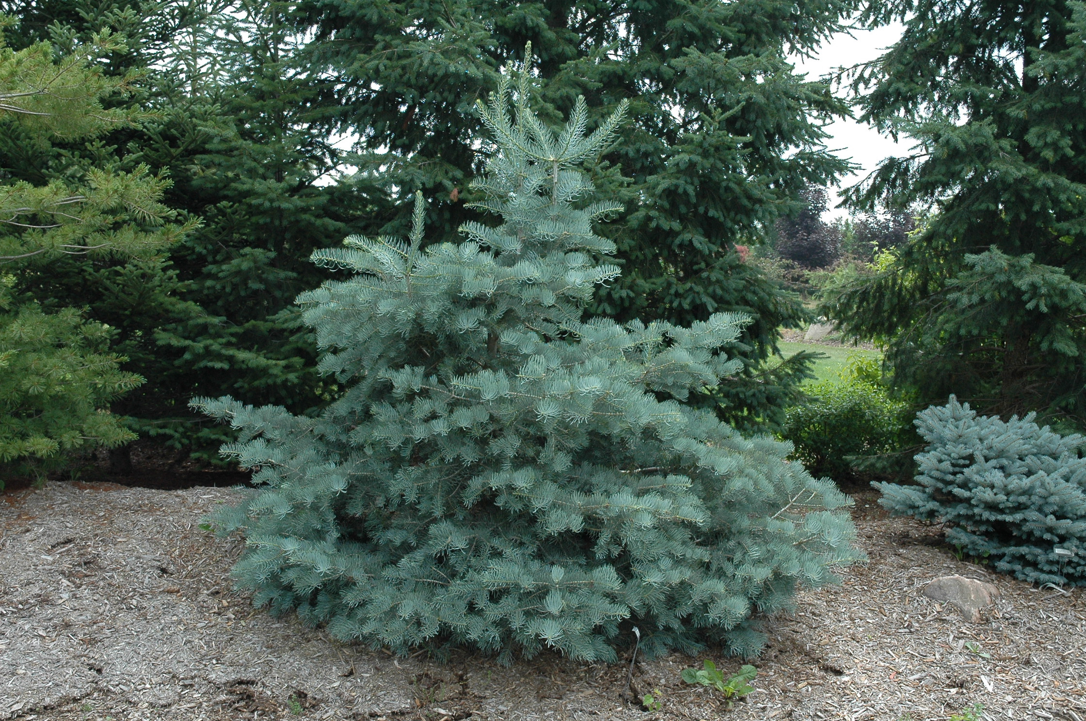 Abies concolor 