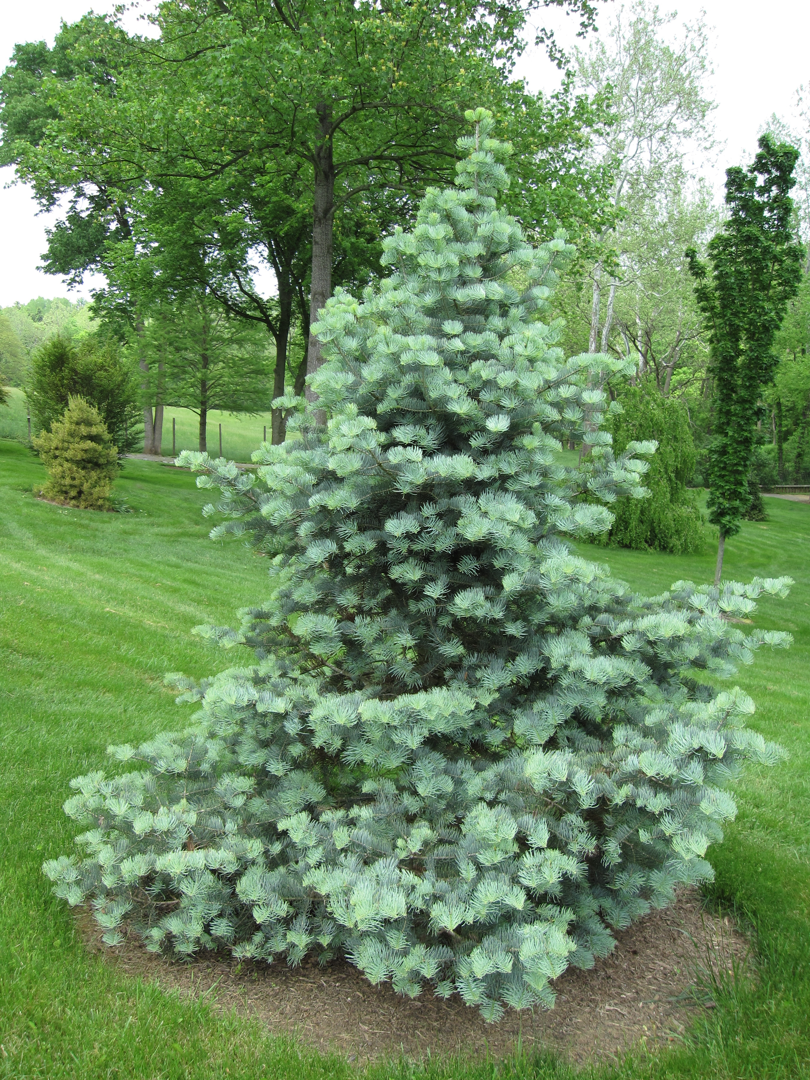 Abies concolor 