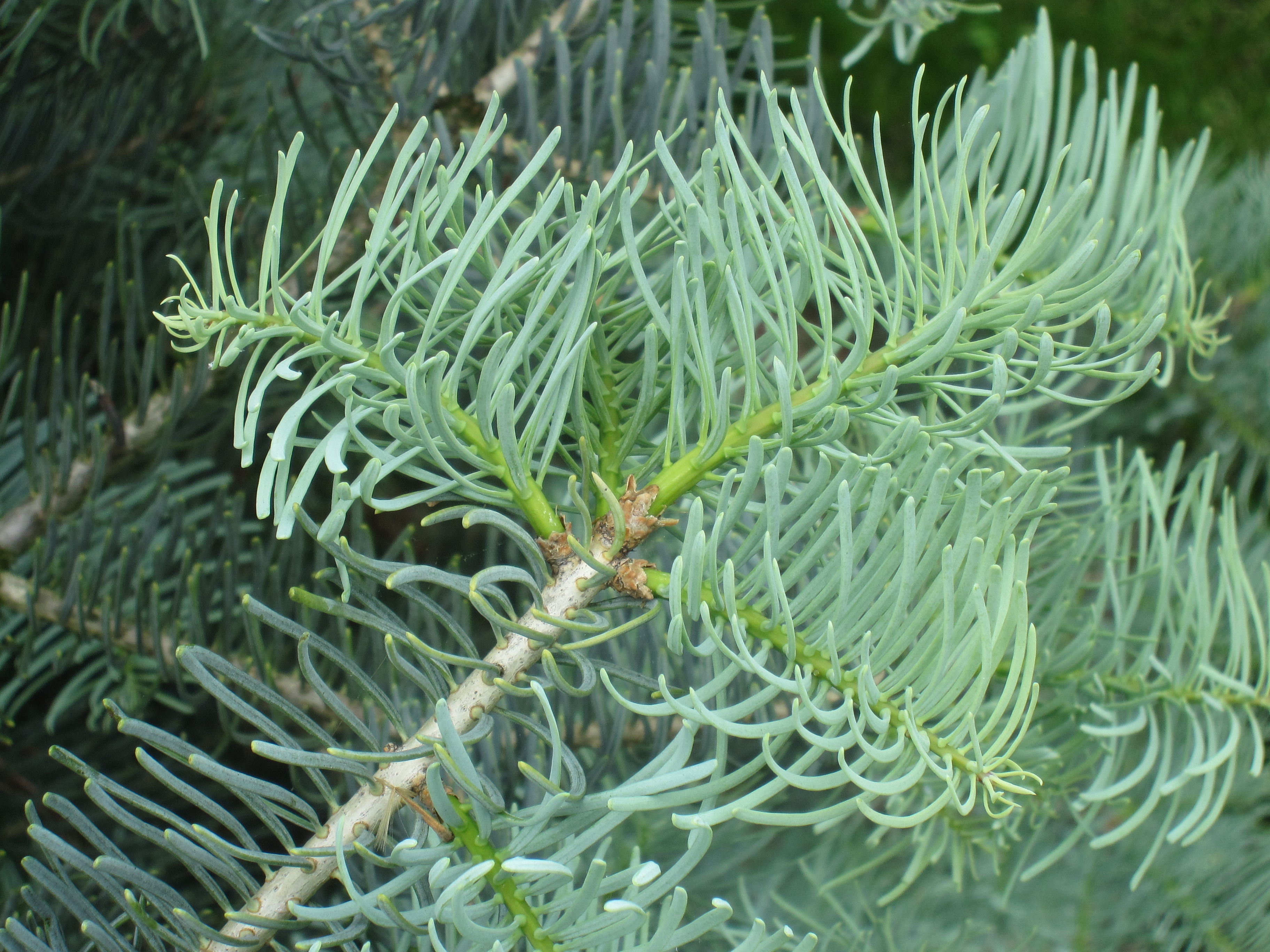 Abies concolor 