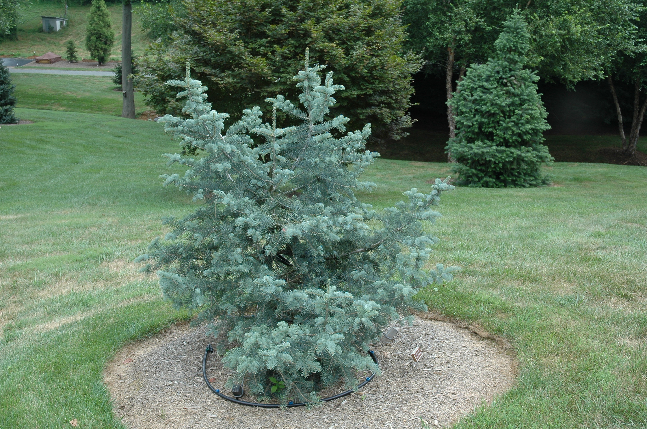 Abies concolor 