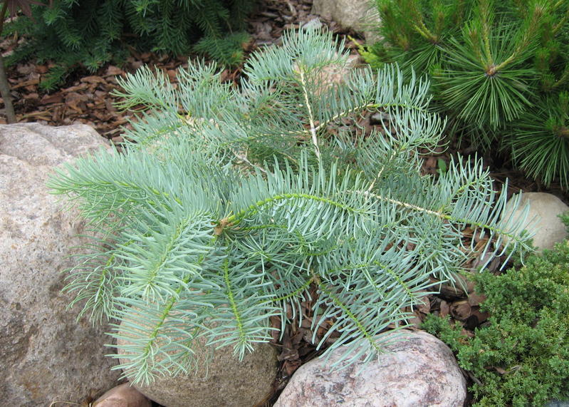 Abies concolor 