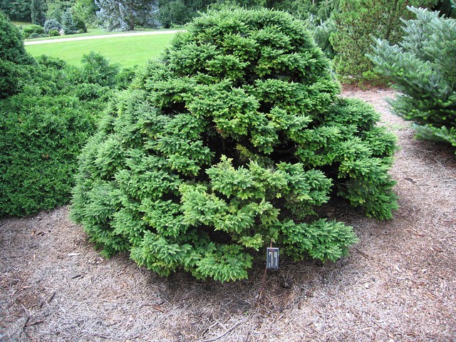 Tsuga canadensis 