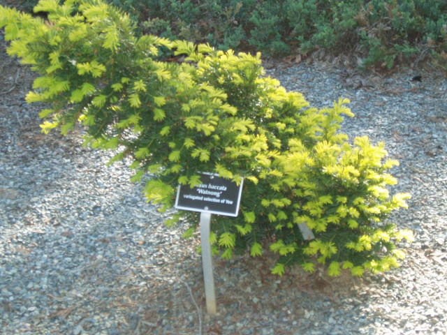 Taxus baccata 