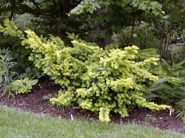 Taxus baccata 
