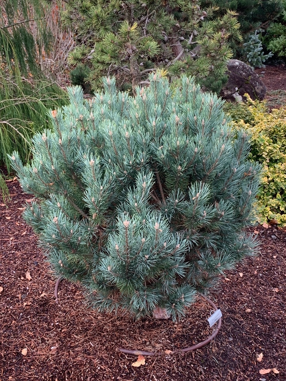 Pinus sylvestris 