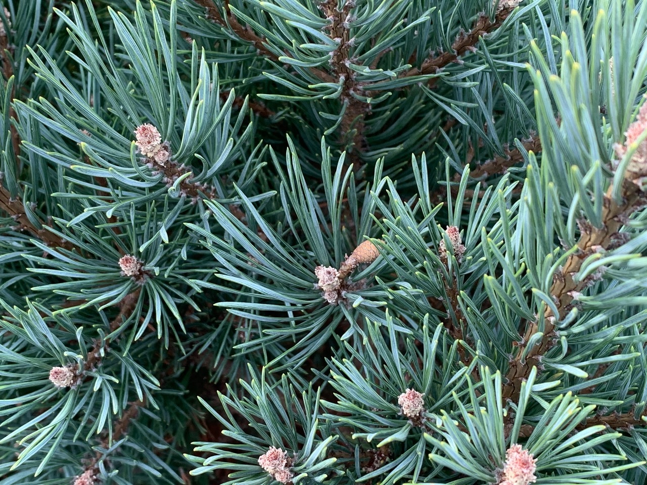 Pinus sylvestris 