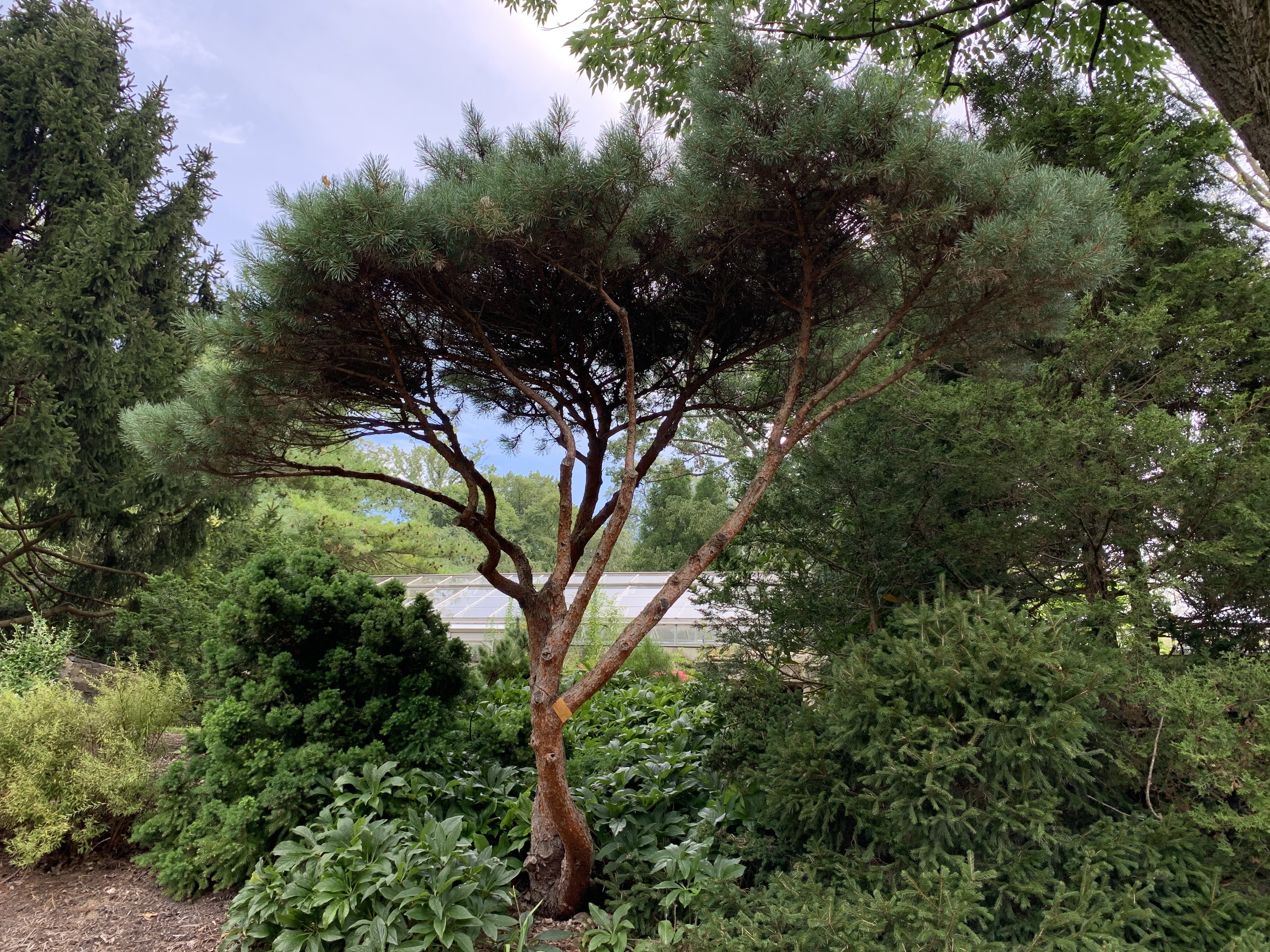 Pinus sylvestris 