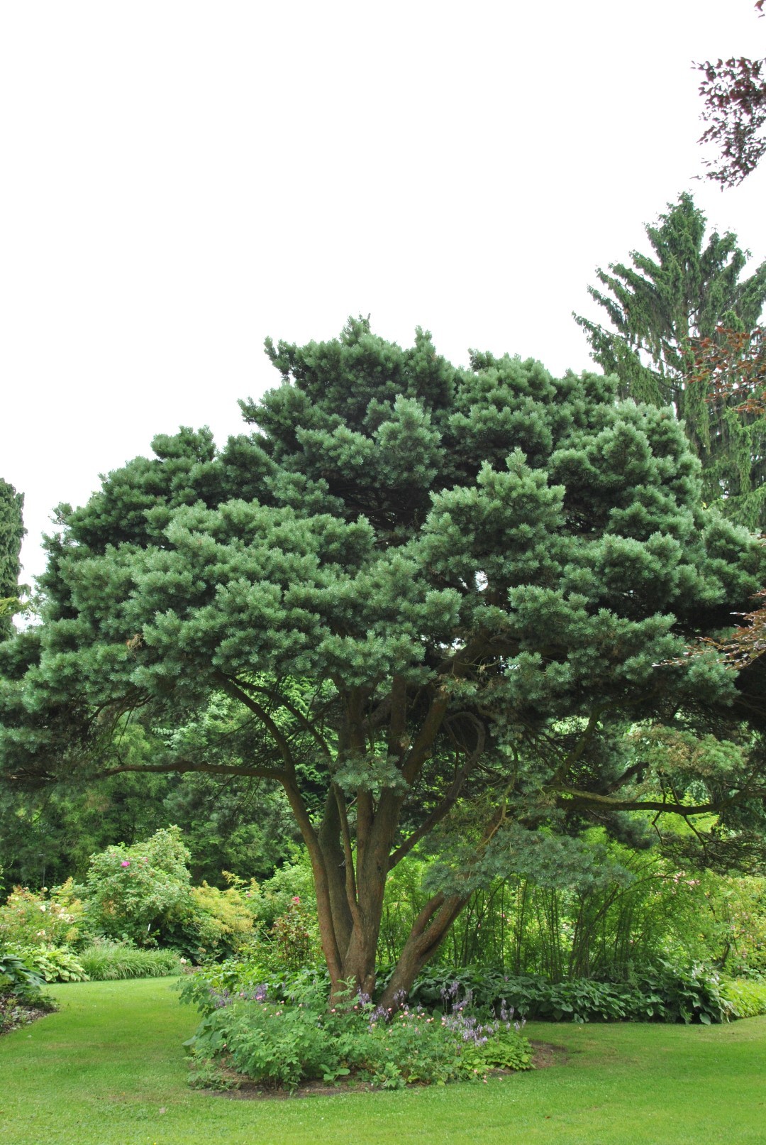 Pinus sylvestris 