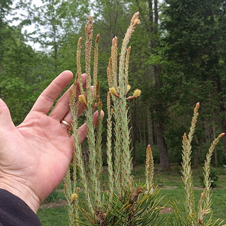 Pinus virginiana 