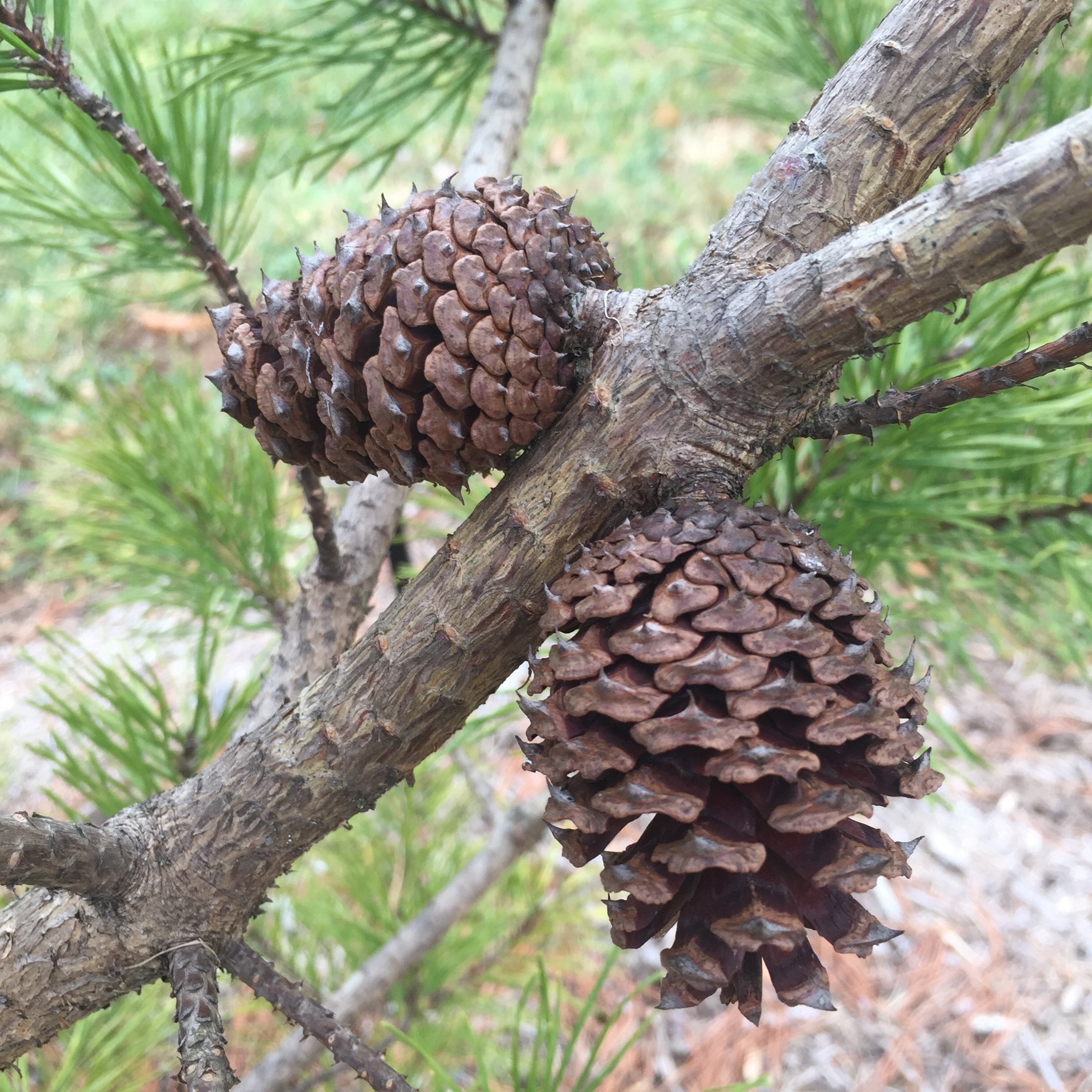 Pinus virginiana 