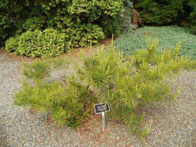 Pinus virginiana 
