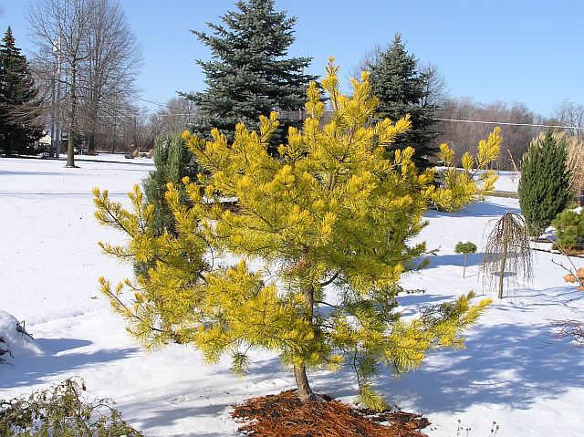 Pinus virginiana 