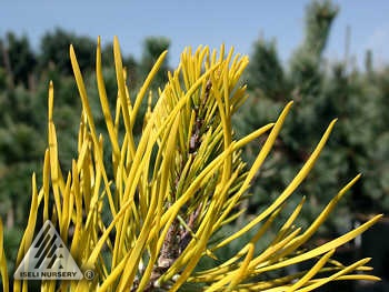 Pinus virginiana 