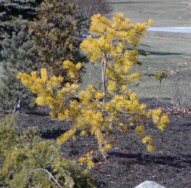 Pinus virginiana 