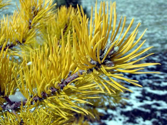Pinus virginiana 