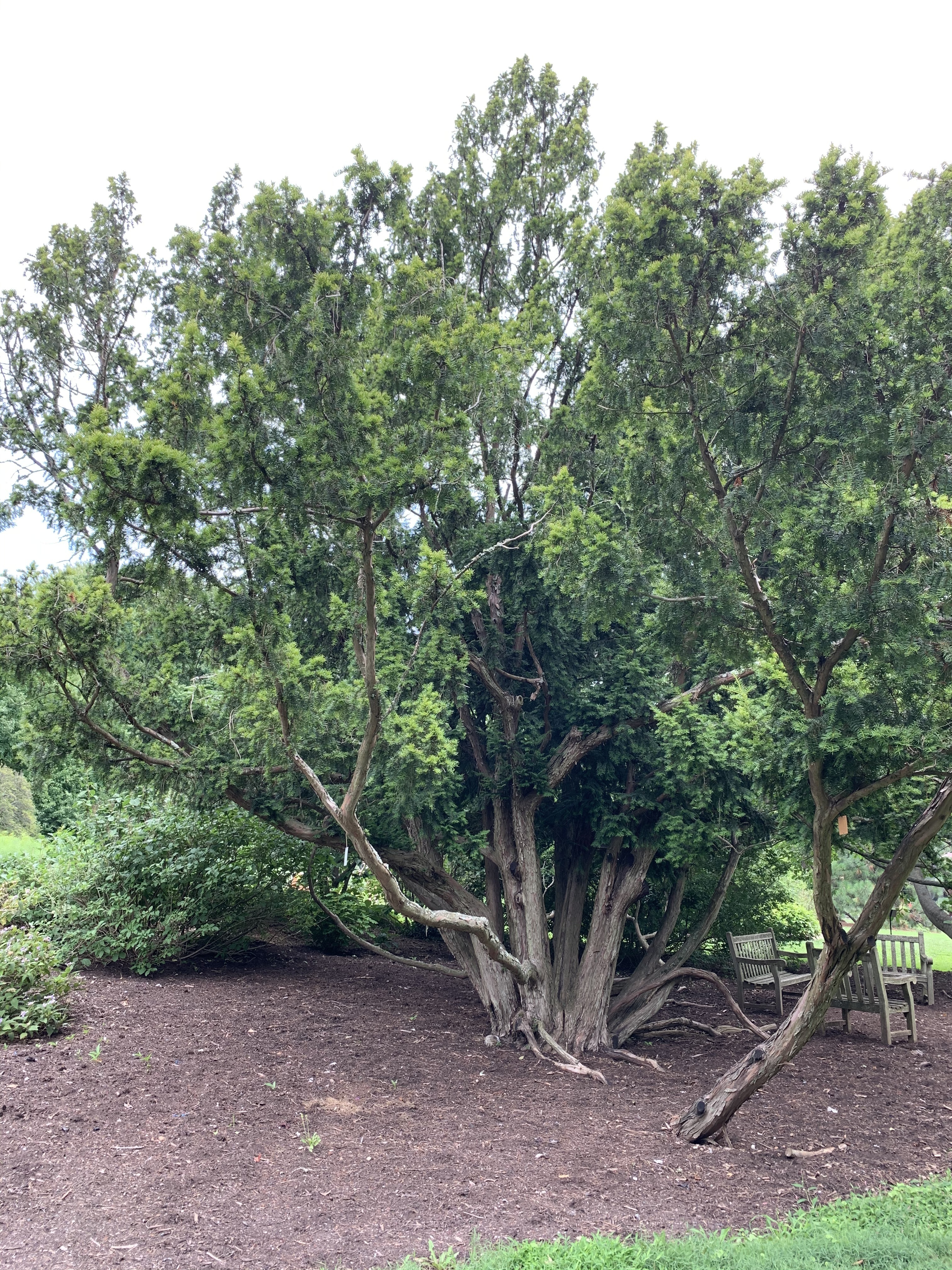 Taxus baccata 