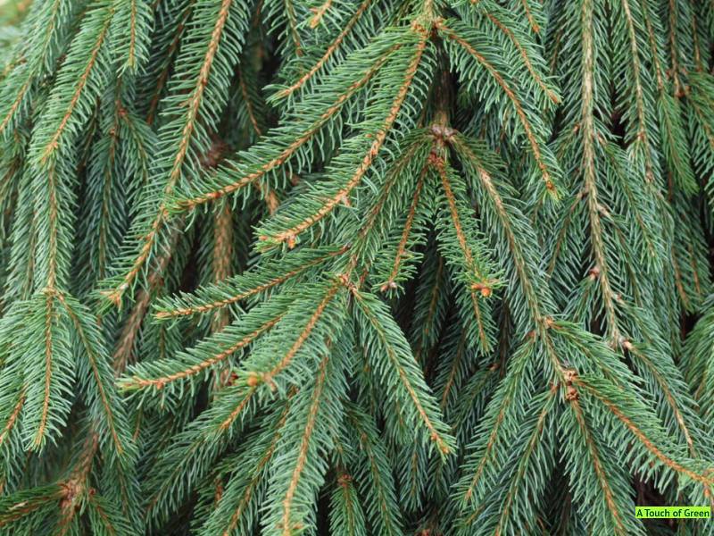 Picea abies 