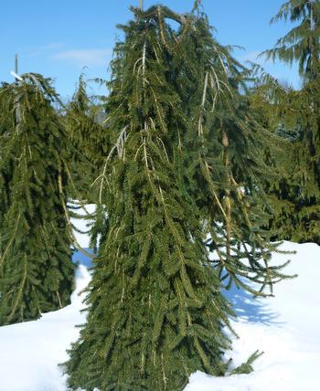 Picea abies 