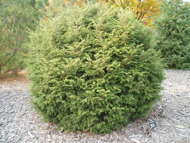 Tsuga canadensis 