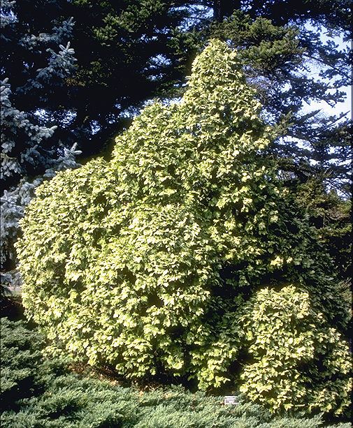 Thuja occidentalis 